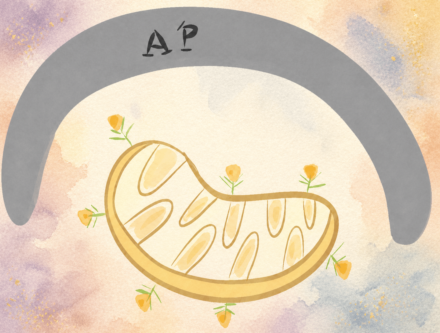 Hand-painted mitochondrion beneath an arc labeled AP