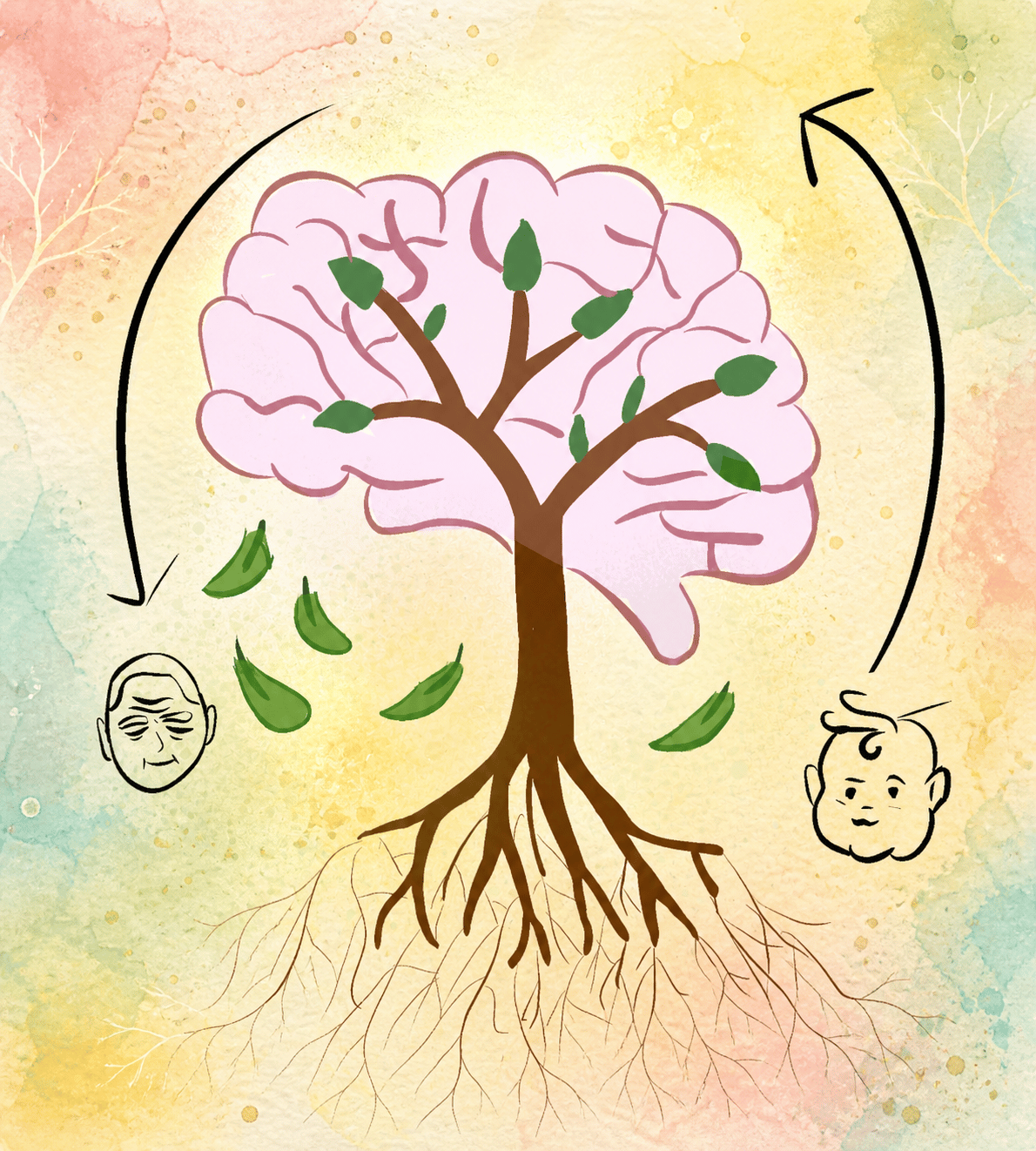 A brain-shaped tree illustrating changes from youth to older age